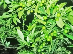 Lạng Sơn: Bảo tồn nguồn gen cây chanh rừng